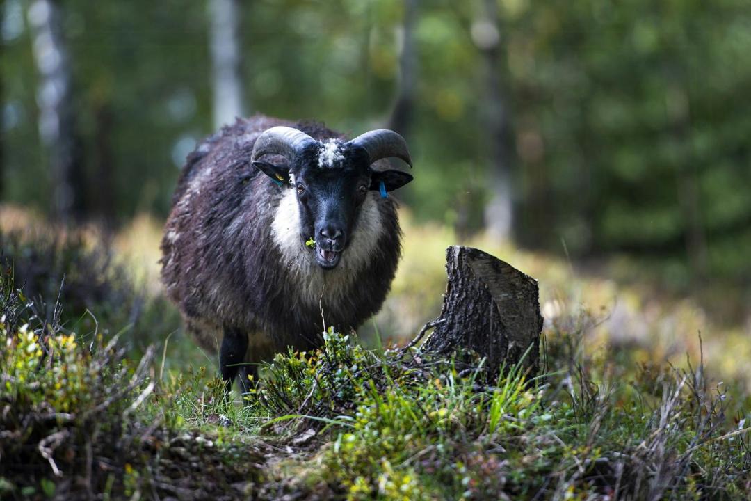 Photo of Others in Nord-Aurdal