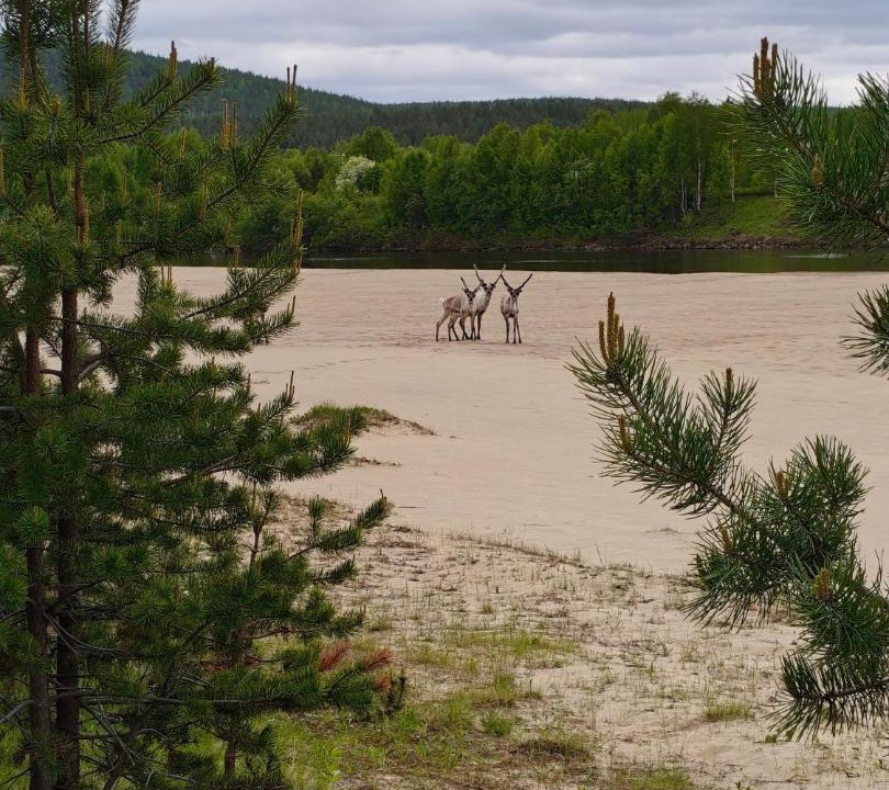 Photo of Others in Inari