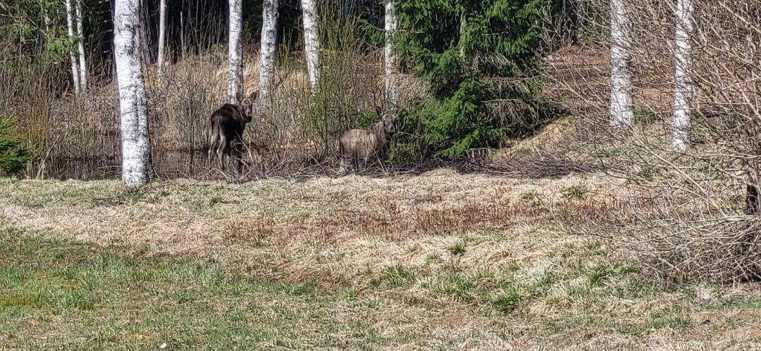 Photo of Others in Hagfors