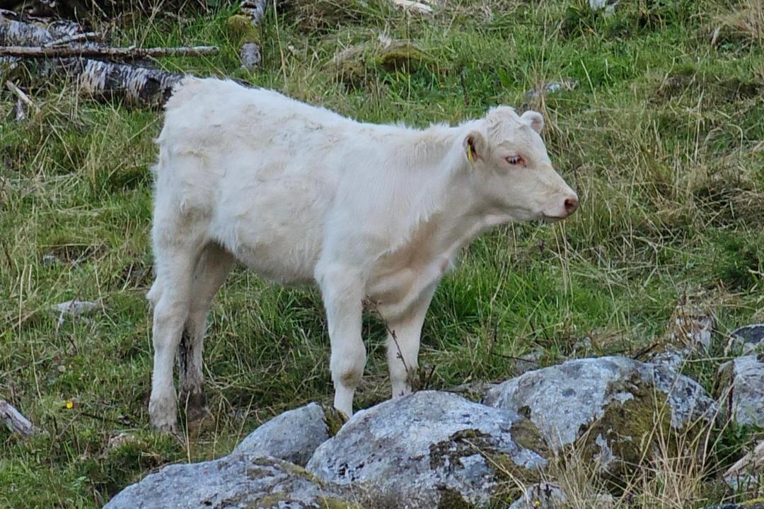 Photo of Others in Bjørheimsbygda