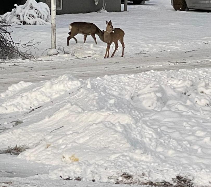 Photo of Others in Hagfors