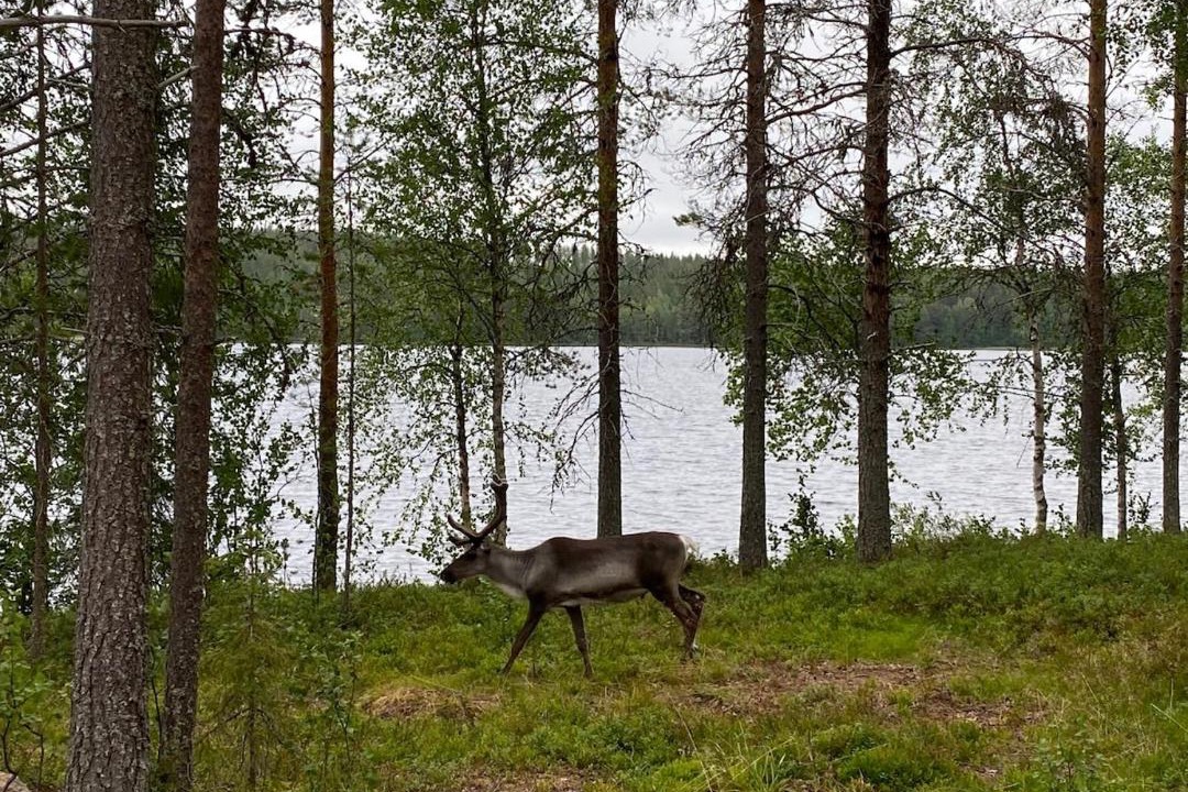 Photo of Others in Rovaniemi
