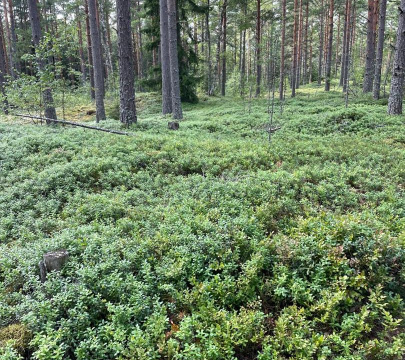 Photo of Others in Pori