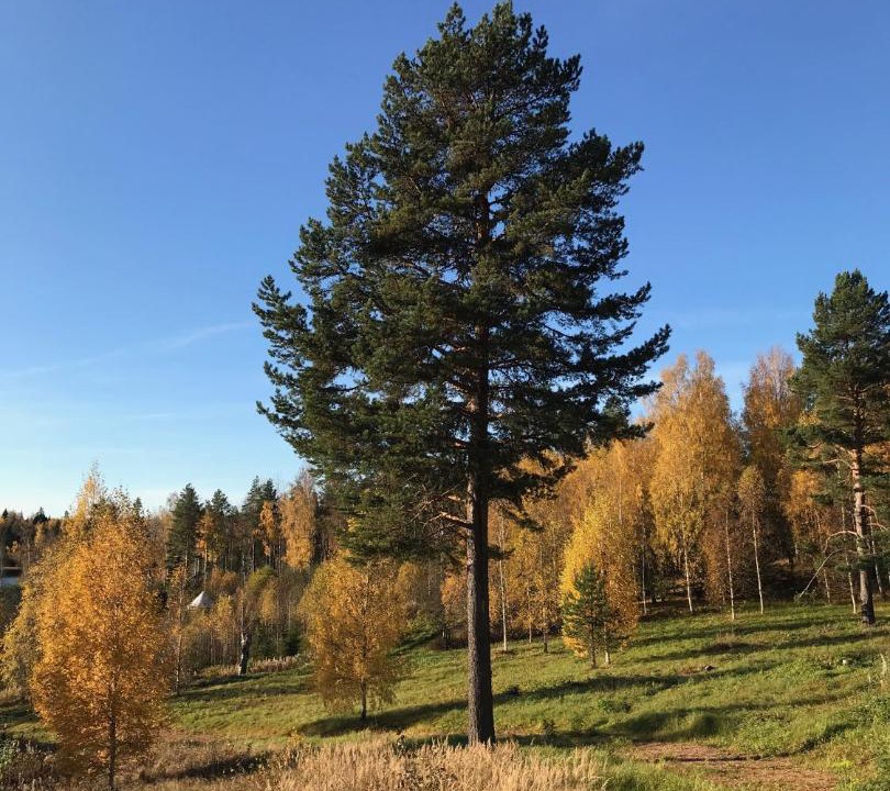 Photo of Others in Strombacka
