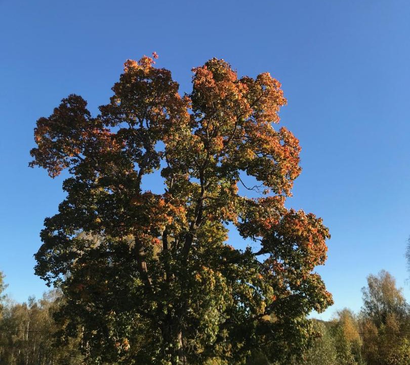 Photo of Others in Strombacka