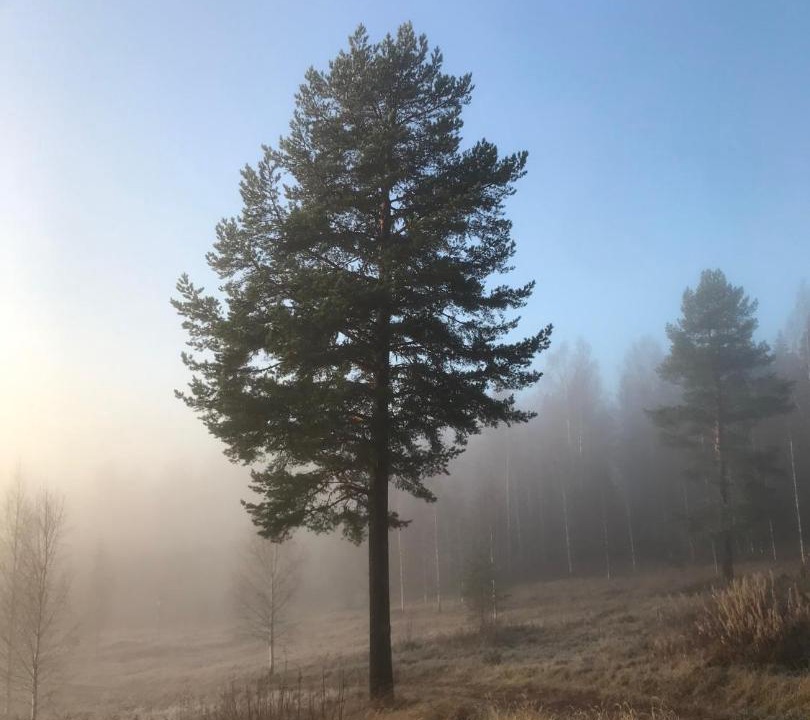 Photo of Others in Strombacka