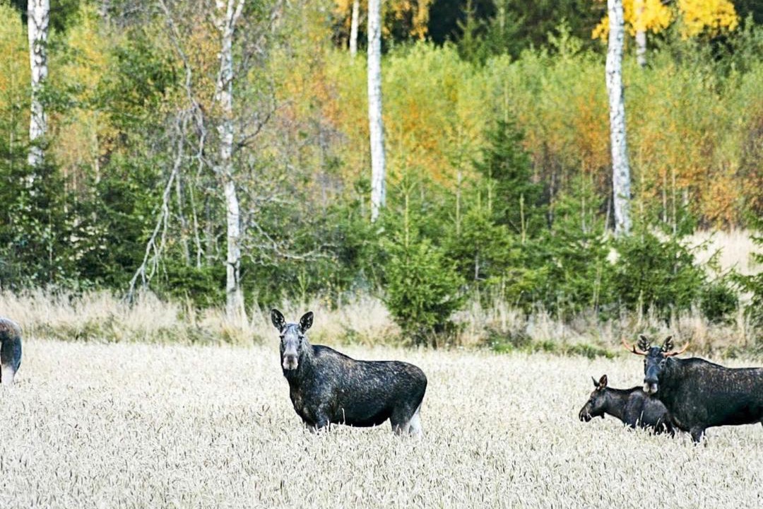 Photo of Others in Hacksvik