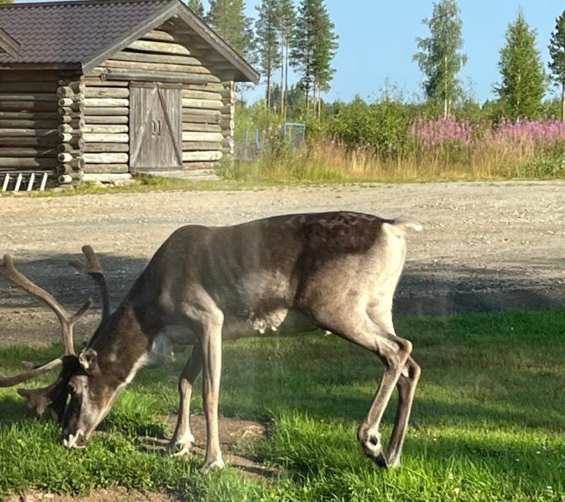 Photo of Others in Rovaniemi