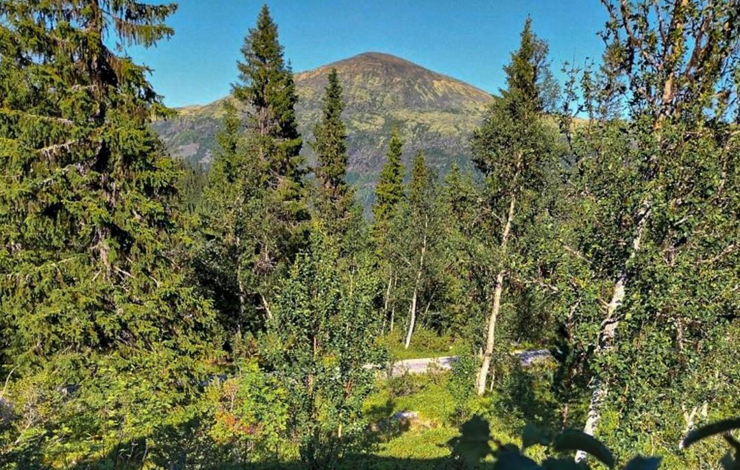 Photo of Others in Tynset