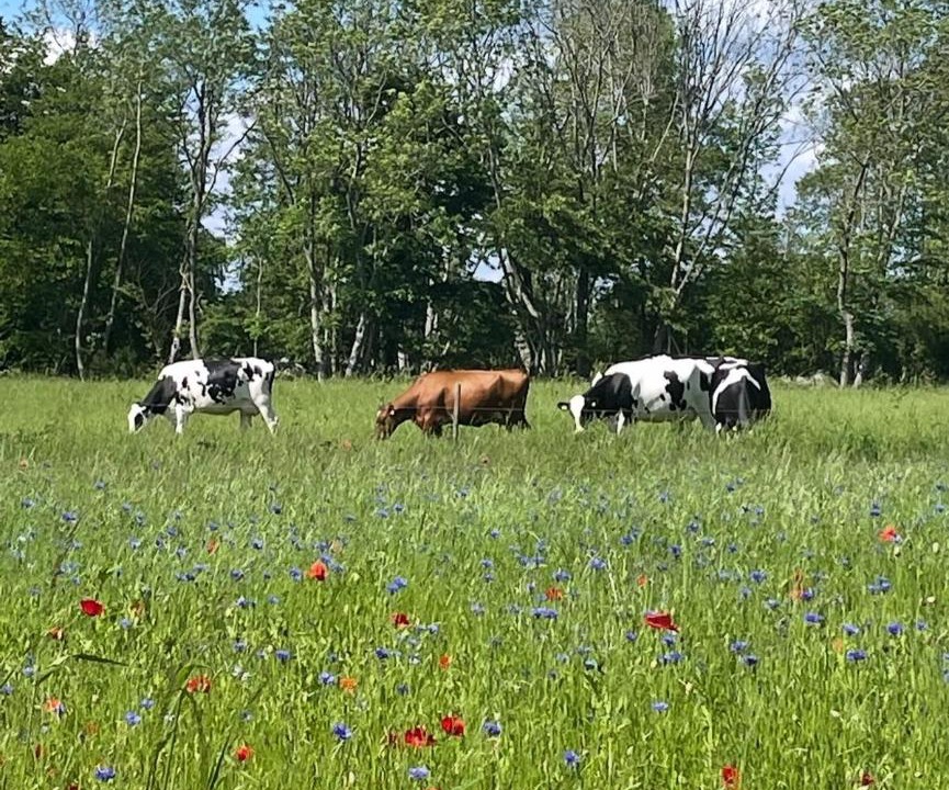 Photo of Others in Kivik