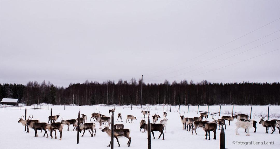 Photo of Others in Naamijoki