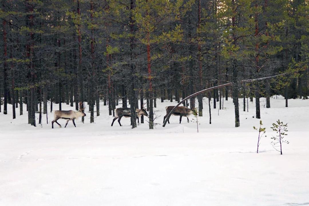 Photo of Others in Lampivaara