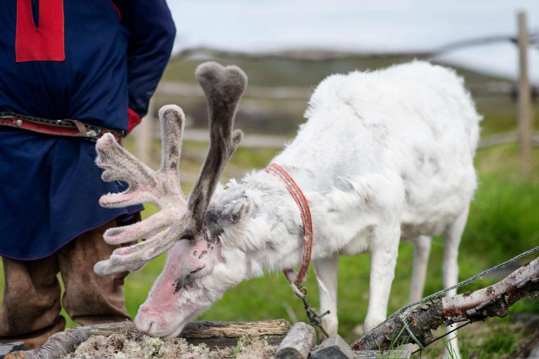 Photo of Others in Nordkapp