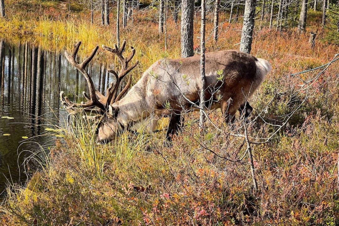 Photo of Others in Syote
