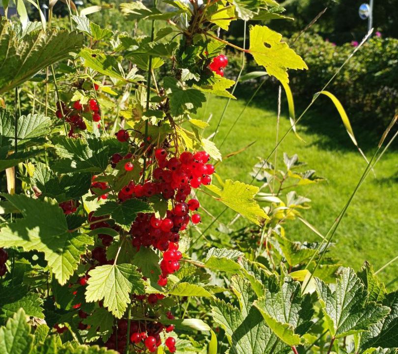 Photo of Others in Bispgarden