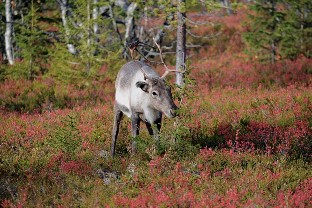 Photo of Others in Yllasjarvi
