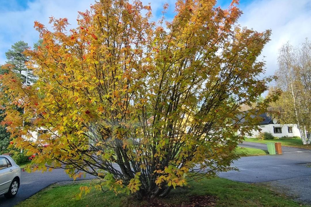 Photo of Outdoor in Vidsel