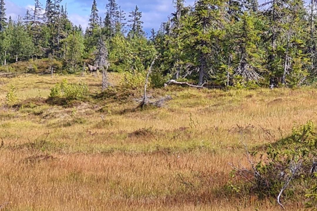 Photo of Others in Rorvattnet