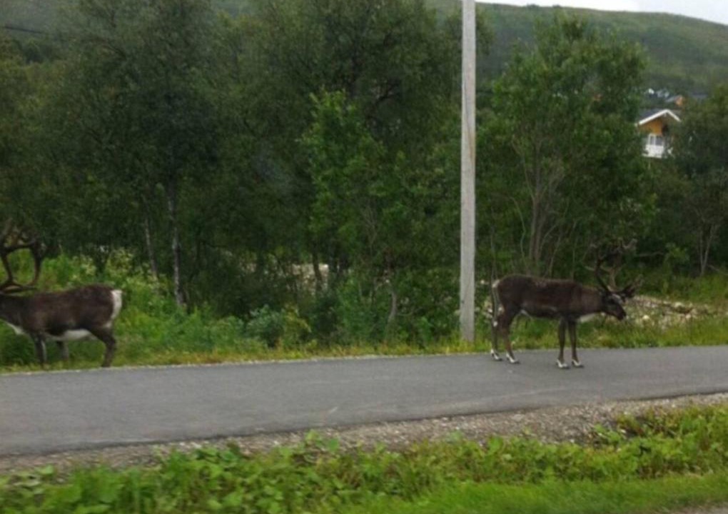 Photo of Others in Tromso
