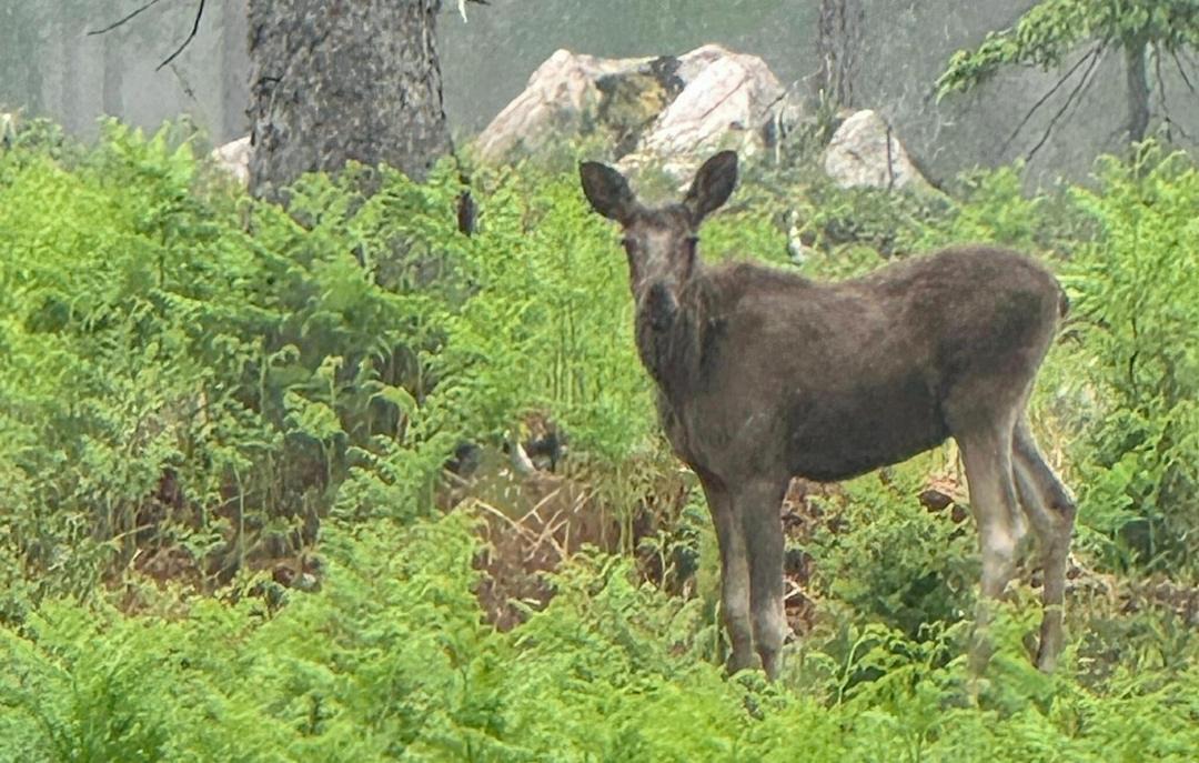 Photo of Others in Gullabo