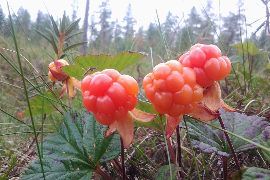 Photo of Others in Tunturi-Lappi