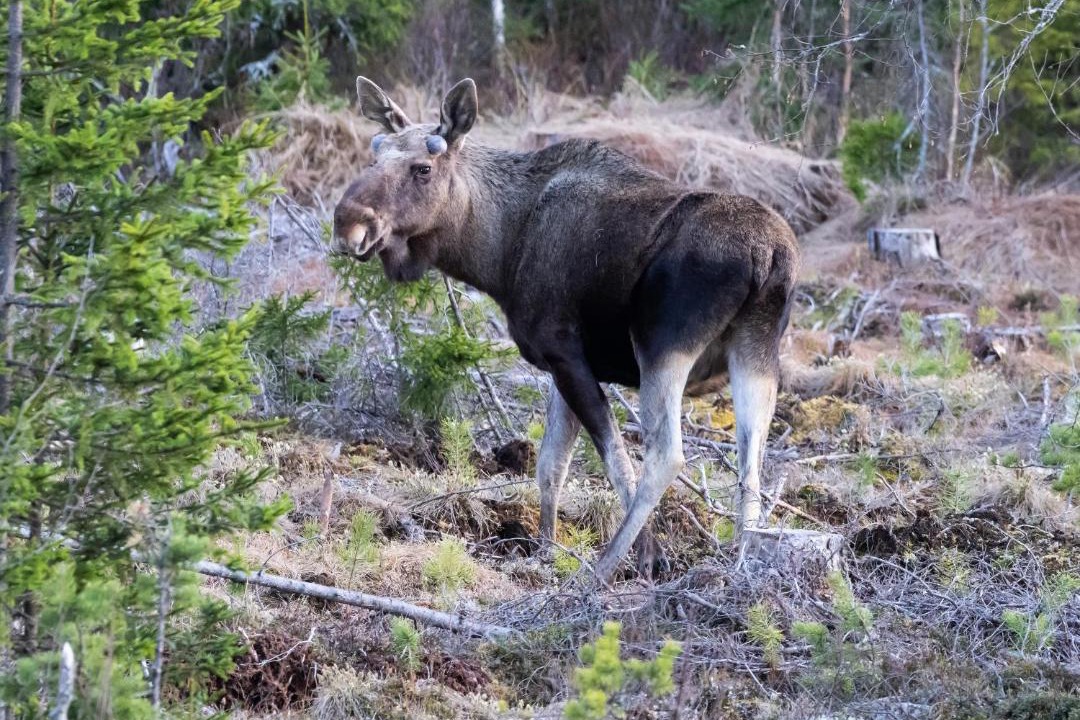 Photo of Others in Ljordal
