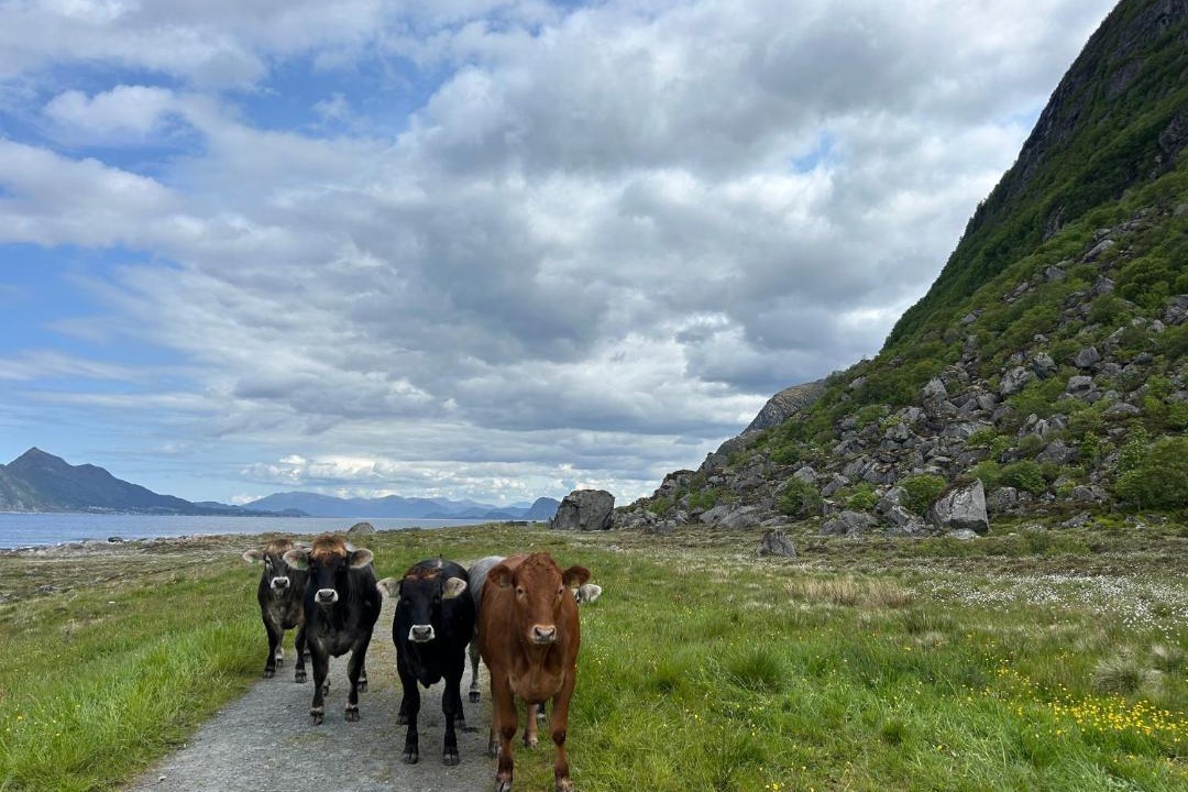 Photo of Others in Ulstein Municipality