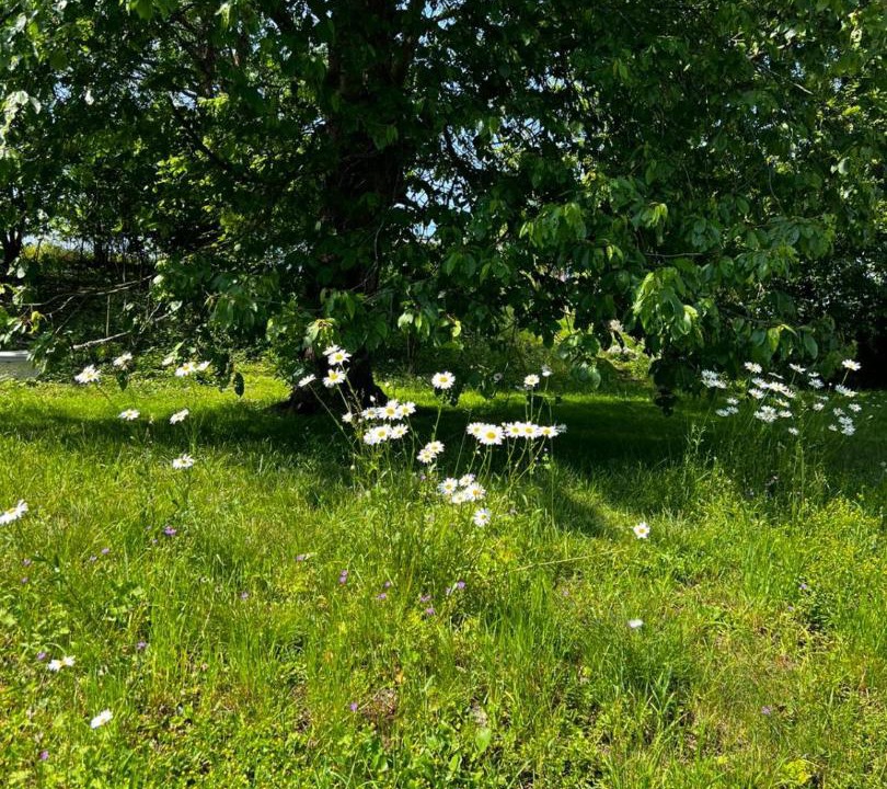 Photo of Others in Simrishamn