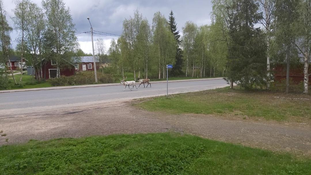 Photo of Others in Muonio