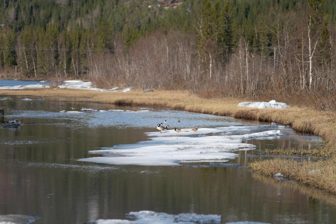 Photo of Others in Helgeland