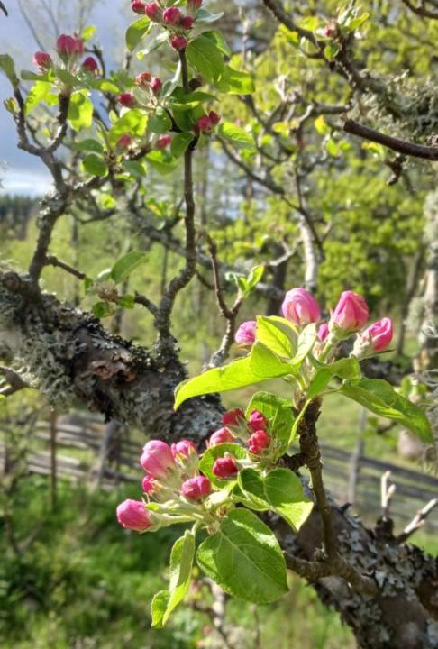 Photo of Outdoor in Vimmerby