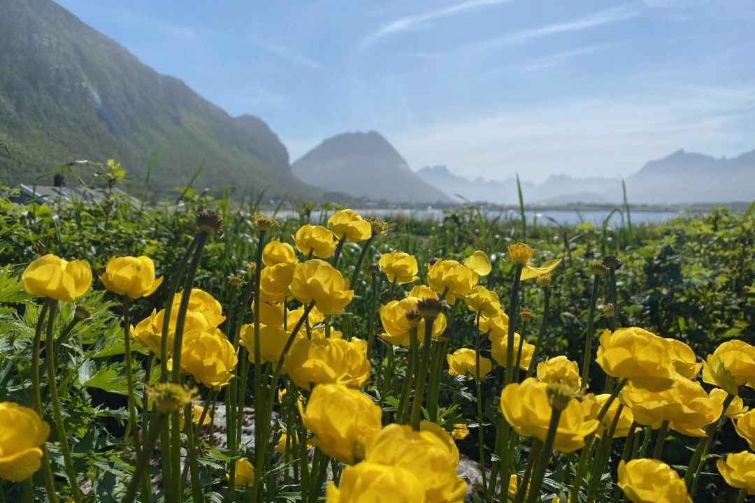 Photo of Others in Flakstad