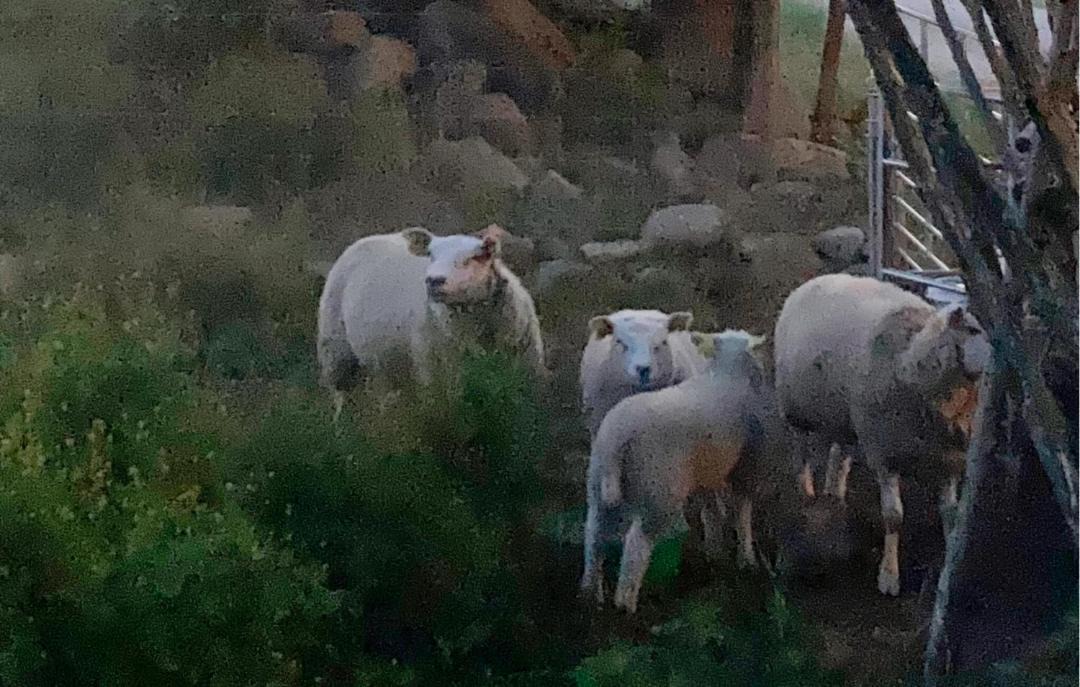 Photo of Others in Bergkvara