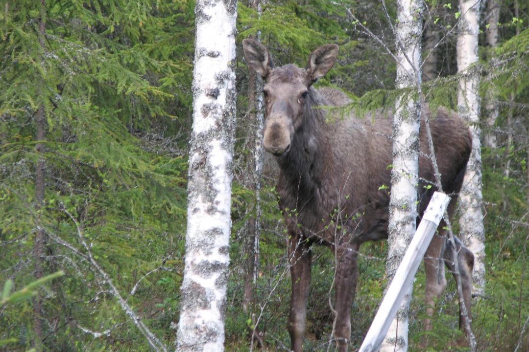 Photo of Others in Syssleback