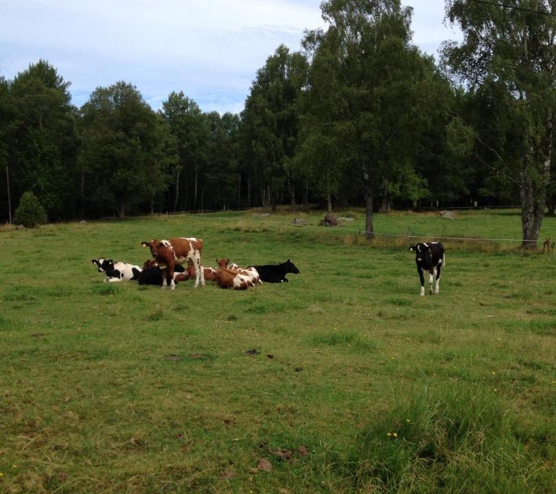 Photo of Others in Varnamo