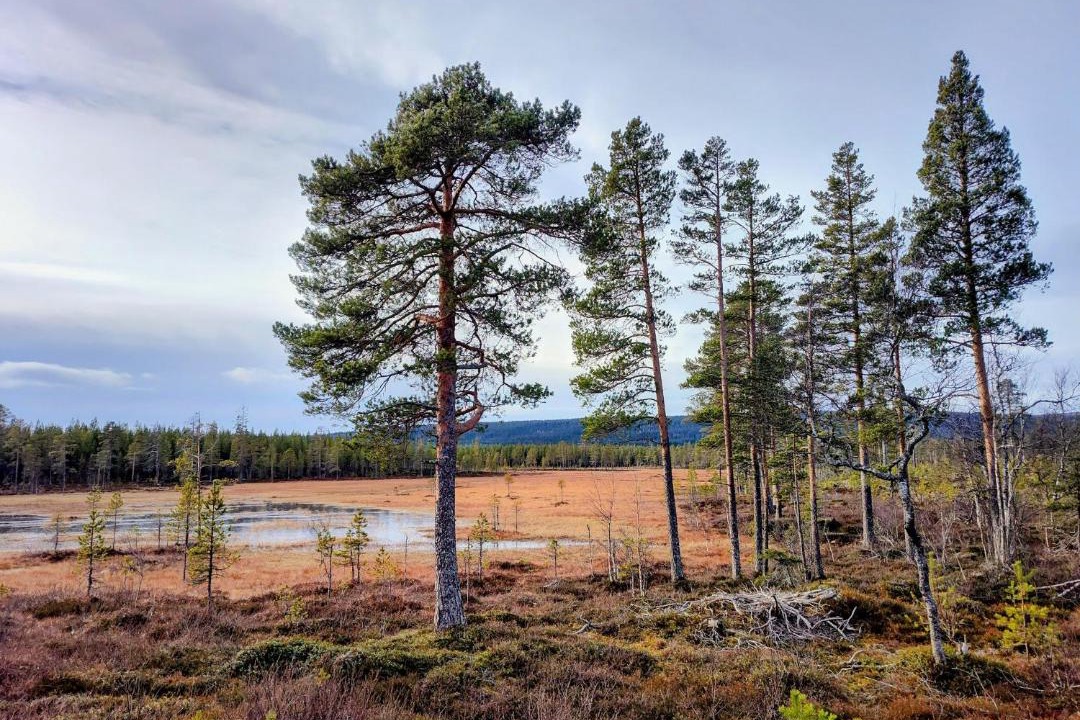 Photo of Others in Sorsjon