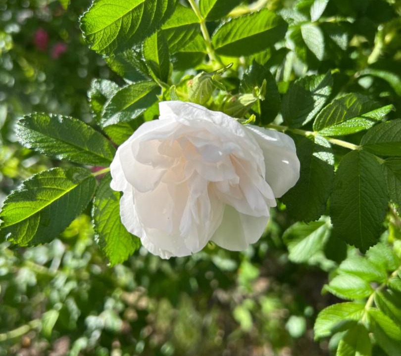 Photo of Outdoor in Nyhammar