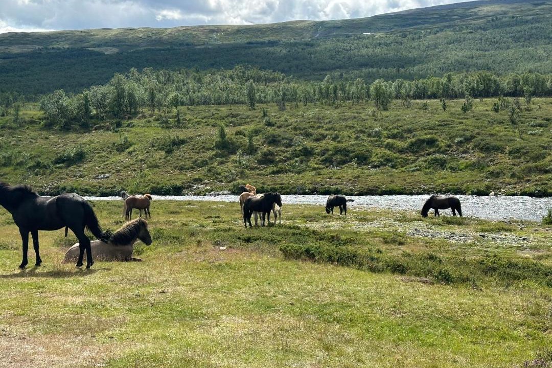 Photo of Others in Dovre