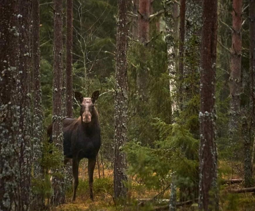 Photo of Human In Picture in Vormsele