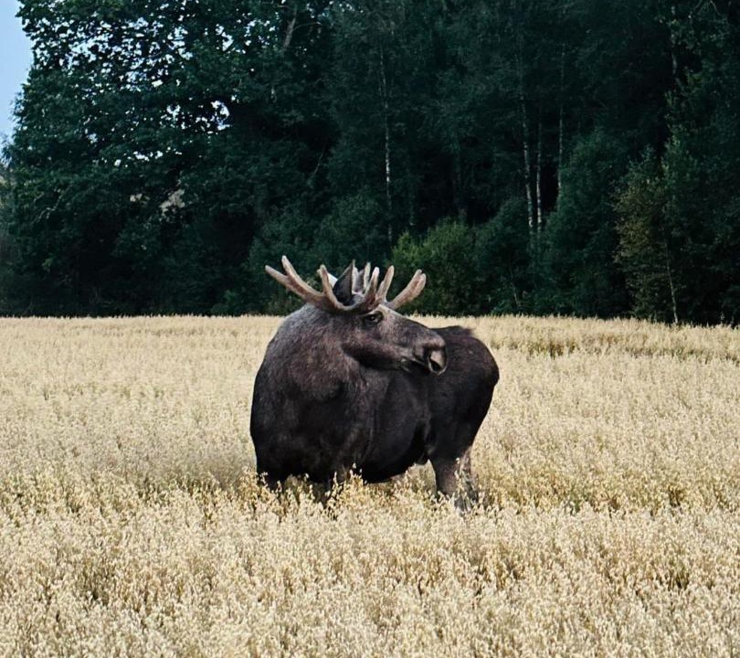 Photo of Others in Fjallbacka