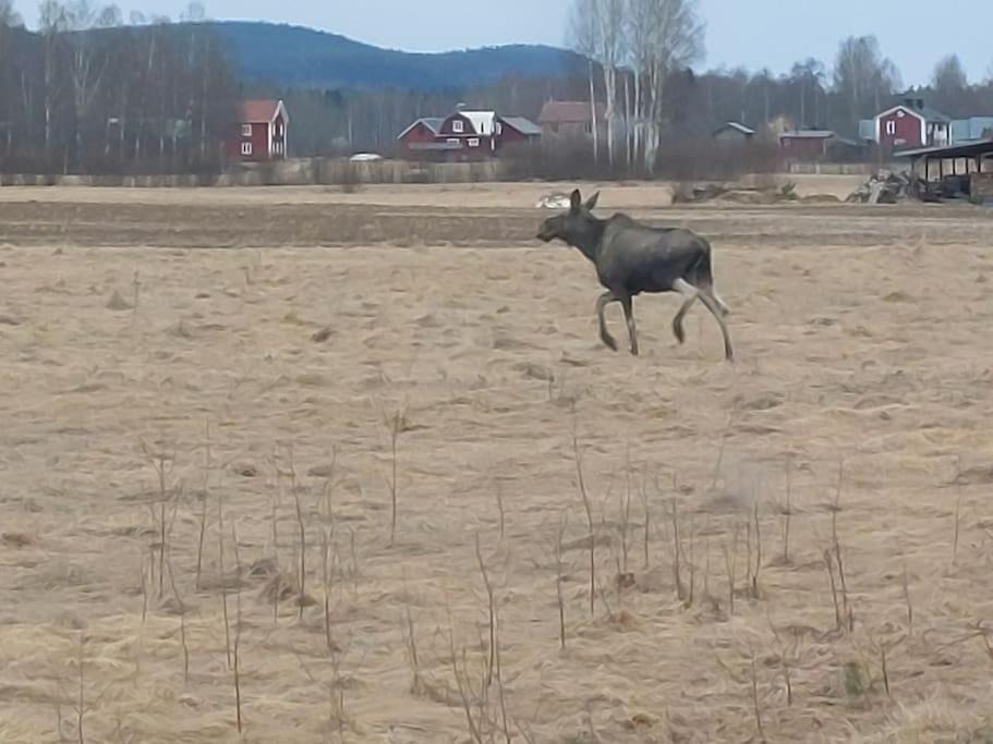 Photo of Others in Hagfors Municipality