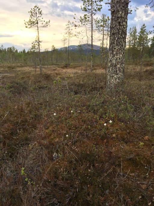 Photo of Others in Yllasjarvi
