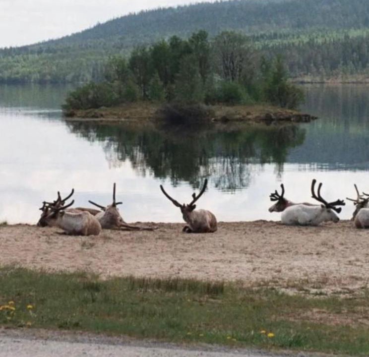 Photo of Others in Lofsdalen