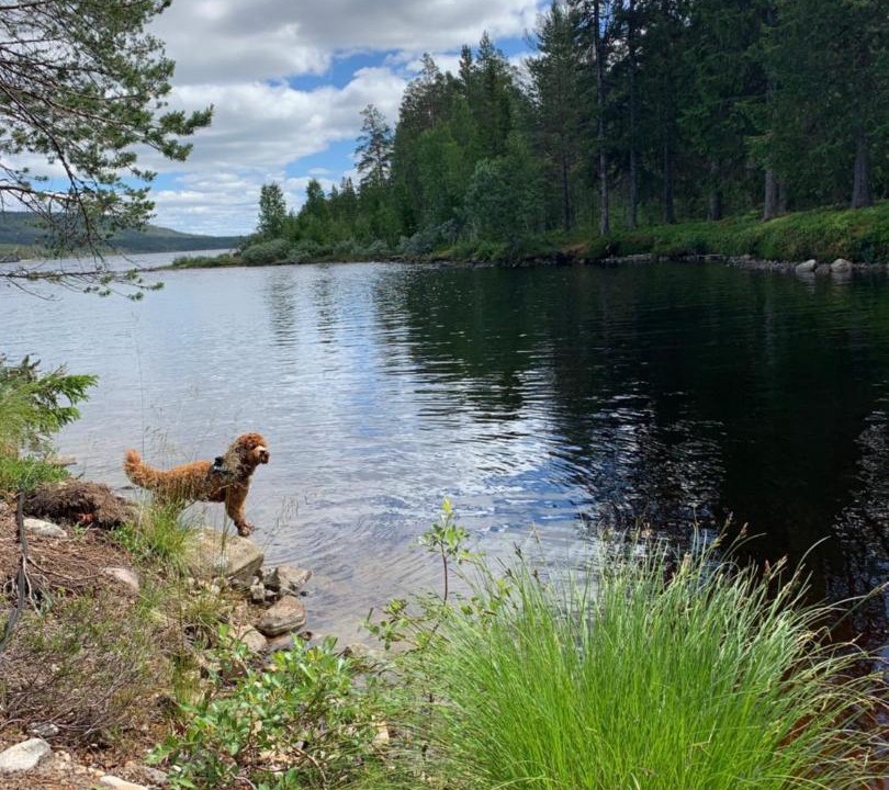 Photo of Others in Lofsdalen