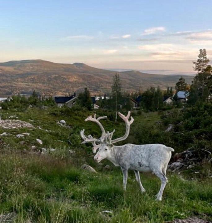 Photo of Others in Lofsdalen