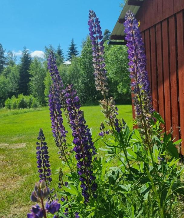 Photo of Outdoor in Finnerodja