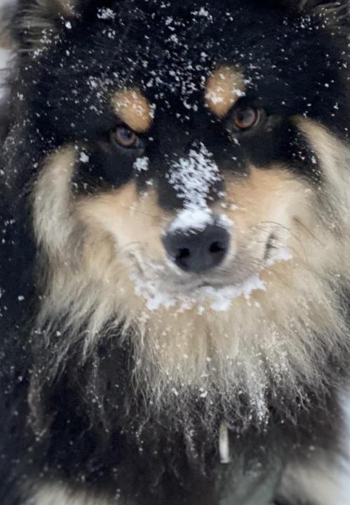 Photo of Others in Tromsdalen