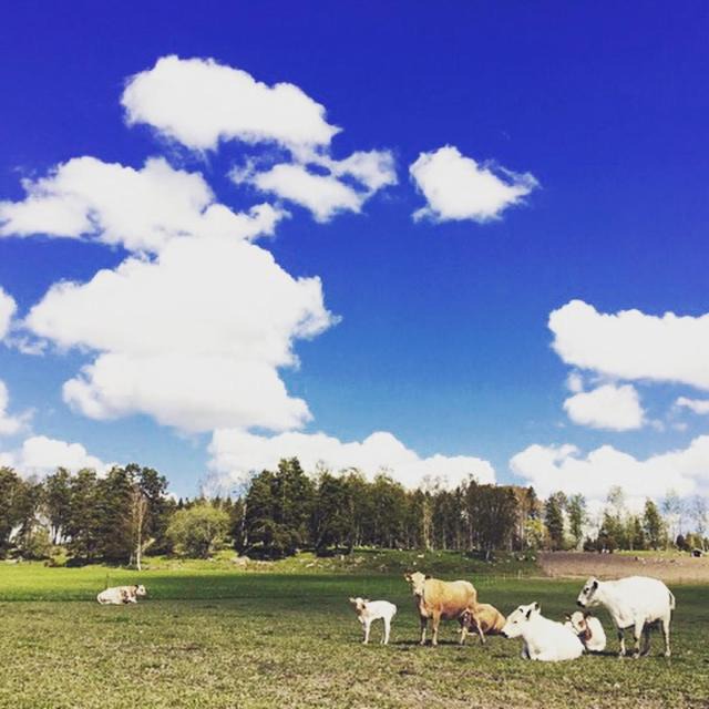 Photo of Others in Orsundsbro