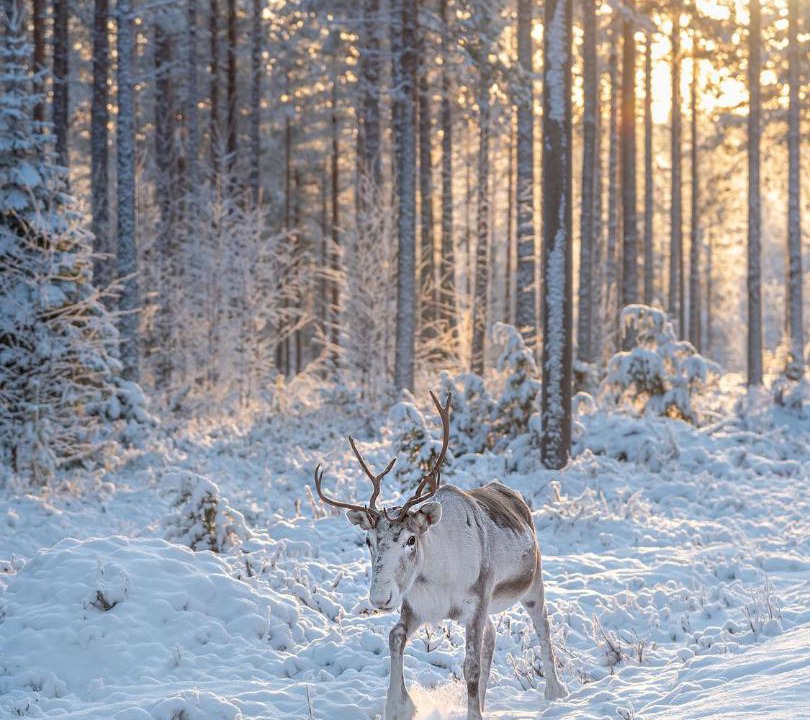 Photo of Others in Tornio Valley