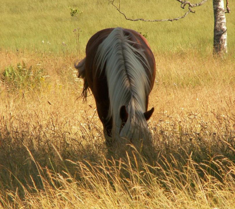 Photo of Others in Osterbymo
